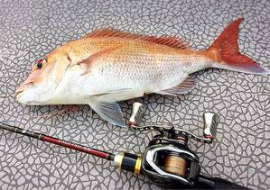 YELLOW-TAIL　イエローテール 釣果