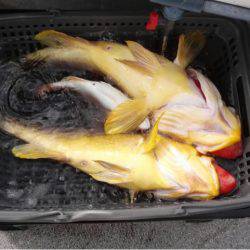 第二大福丸 釣果