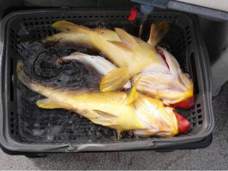 第二大福丸 釣果