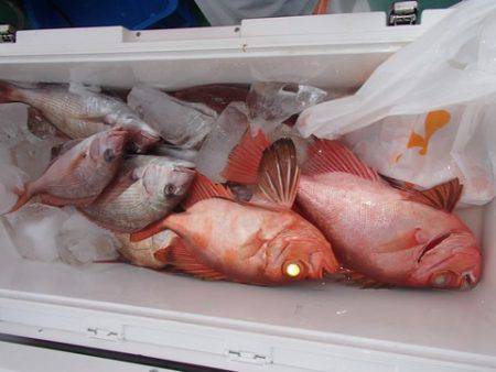 第二むつ漁丸 釣果