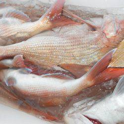 こうゆう丸 釣果