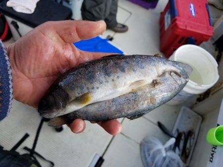 遊漁船　ニライカナイ 釣果