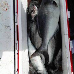 第二大福丸 釣果