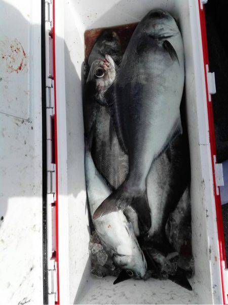 第二大福丸 釣果