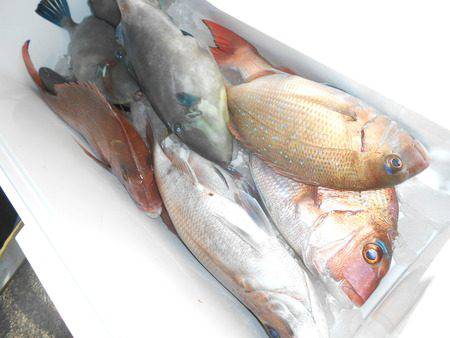 こうゆう丸 釣果