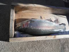 すそのフィッシングパーク 釣果