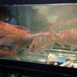 フィッシングボートACE(エース) 釣果