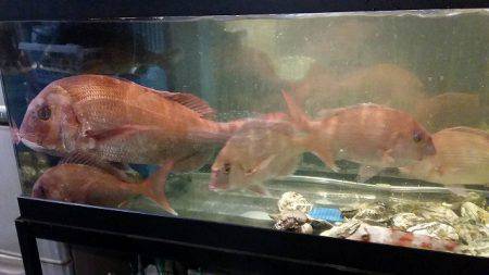 フィッシングボートACE(エース) 釣果