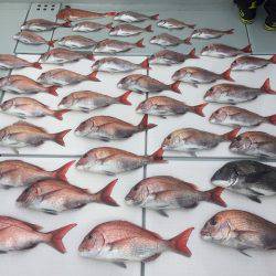 フィッシングボートACE(エース) 釣果