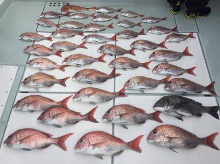 フィッシングボートACE(エース) 釣果