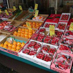 フィッシングボートACE(エース) 釣果