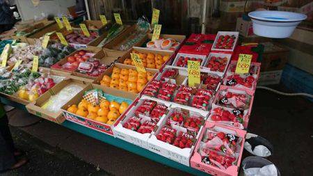 フィッシングボートACE(エース) 釣果