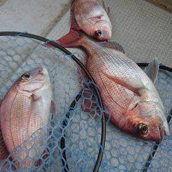 Fisherman Dreams DI 釣果