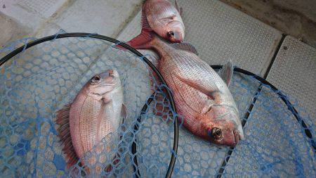 Fisherman Dreams DI 釣果