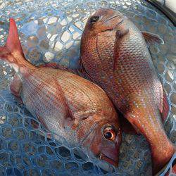 Fisherman Dreams DI 釣果