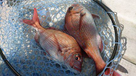 Fisherman Dreams DI 釣果