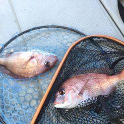 Fisherman Dreams DI 釣果