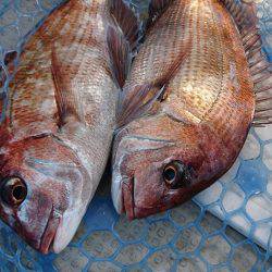 Fisherman Dreams DI 釣果