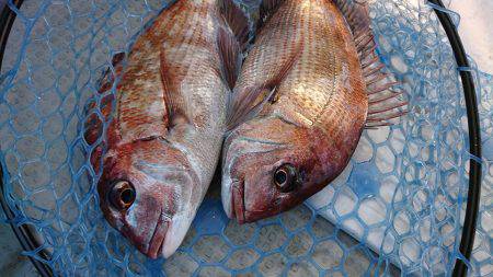 Fisherman Dreams DI 釣…