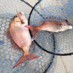 Fisherman Dreams DI 釣果