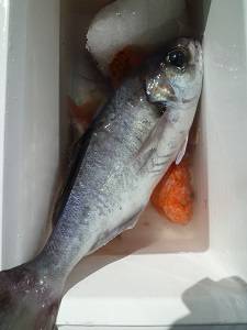 松栄丸 釣果
