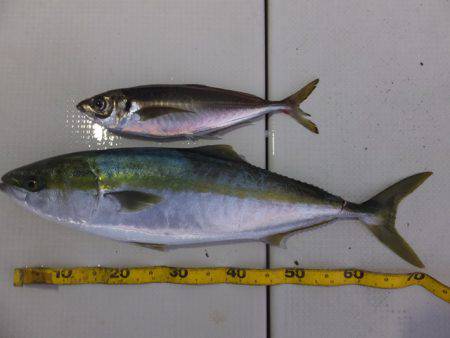 Hit Rush(ヒット ラッシュ） 釣果…