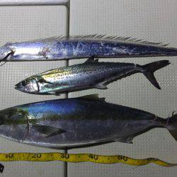 Hit Rush(ヒット ラッシュ） 釣果