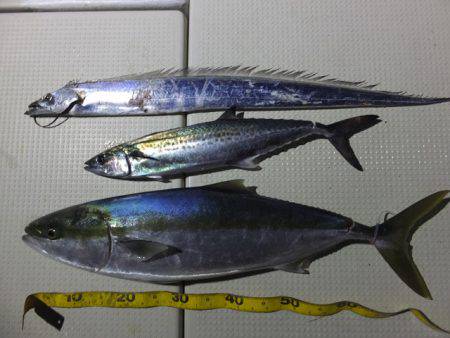 Hit Rush(ヒット ラッシュ） 釣果…