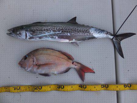 Hit Rush(ヒット ラッシュ） 釣果…