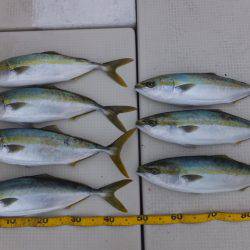 Hit Rush(ヒット ラッシュ） 釣果