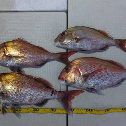 Hit Rush(ヒット ラッシュ） 釣果