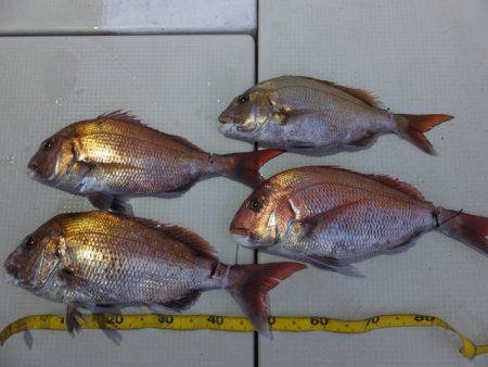 Hit Rush(ヒット ラッシュ） 釣果…