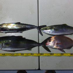 Hit Rush(ヒット ラッシュ） 釣果