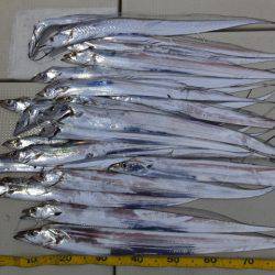 Hit Rush(ヒット ラッシュ） 釣果