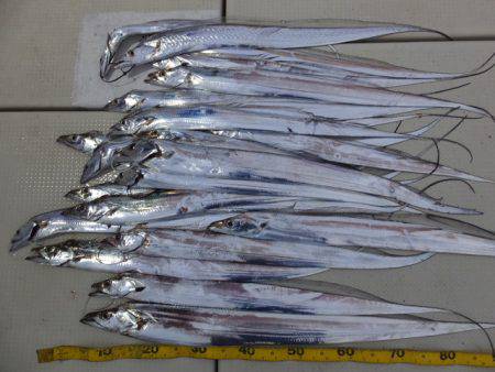 Hit Rush(ヒット ラッシュ） 釣果…