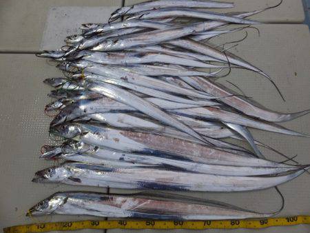 Hit Rush(ヒット ラッシュ） 釣果…