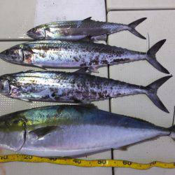 Hit Rush(ヒット ラッシュ） 釣果