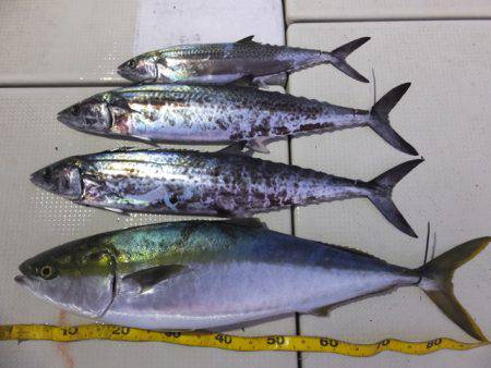 Hit Rush(ヒット ラッシュ） 釣果…