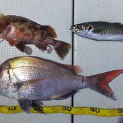 Hit Rush(ヒット ラッシュ） 釣果