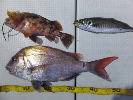 Hit Rush(ヒット ラッシュ） 釣果…