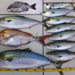 Hit Rush(ヒット ラッシュ） 釣果