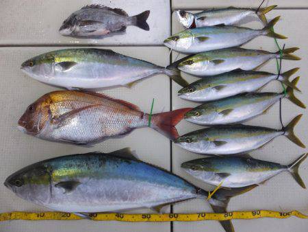 Hit Rush(ヒット ラッシュ） 釣果…