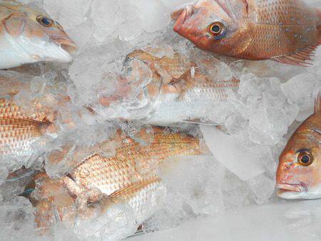 こうゆう丸 釣果