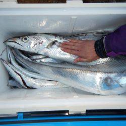 sea boss　シーボス 釣果