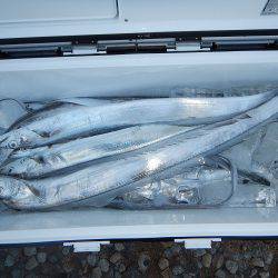 sea boss　シーボス 釣果