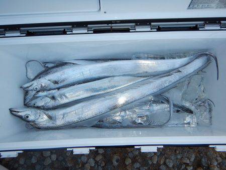 sea boss　シーボス 釣果