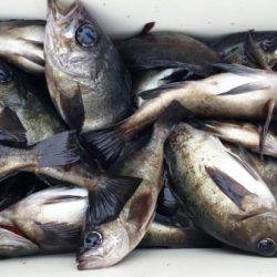 オーフリー 釣果