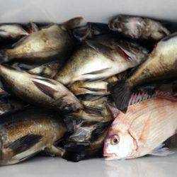 オーフリー 釣果