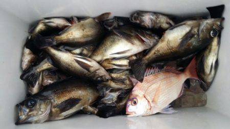 オーフリー 釣果