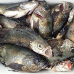 オーフリー 釣果